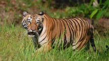 kaziranga-national-park-tiger-deaths-continue-due-to-infighting