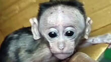 forest-guards-provide-protection-for-baby-monkey-found-on-the-roadside