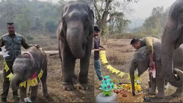 elephant
