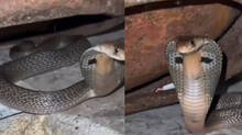 should-handle-gas-cylinders-carefully-as-snakes-are-likely-to-be-present