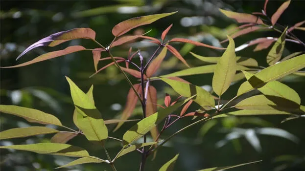 karinochi