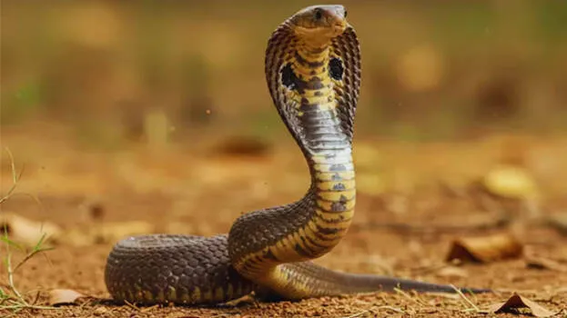 snake