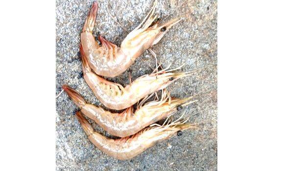 virus-infected-shrimp