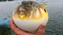 pufferfish