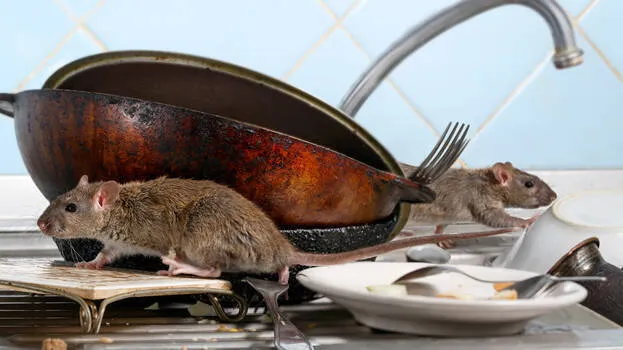 rat rat