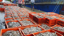 export-sector-including-that-of-fish-to-get-top-demand