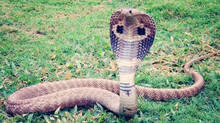 number-and-size-of-venomous-snakes-increasing-in-kerala