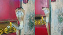 cobra-got-stuck-in-the-middle-of-the-gate-rescued