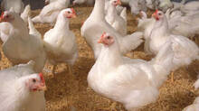 human-rights-commission-on-kudappanakkunnu-poultry-farm