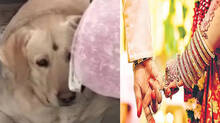 love-relation-broke-up-and-wedding-called-of-due-to-pet-dog