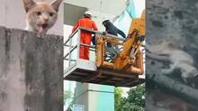 cat--trapped-at-metro-pillar-resuce-operation--succes
