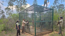 wild-animal-issue-still-cage-ready