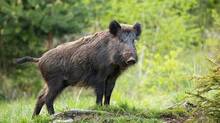 government-allowed-rs-1500-to-shoot-and-kill-a-pig
