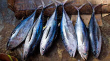 complaints-against-fish-bought-from-markets-increasing-in-kerala