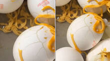 plastic-eggs-explains-why-this-happens