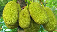 jackfruit-falls-on-patients-head-in-pathanamthitta-general-hospital