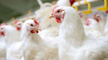 saudi-arabia-bans-indian-poultry-products