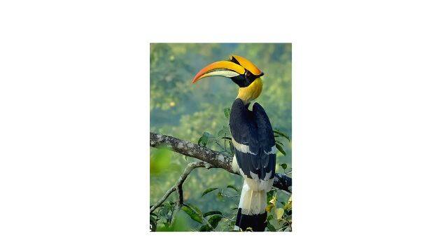hornbill