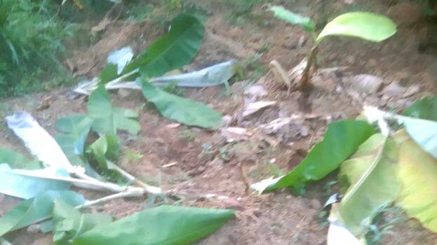 krishi-nashipicha-nilayil