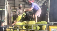 jackfruit