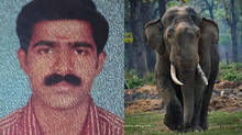 wild-elephant-attack-sulthan-batheri