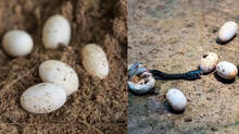 is-it-dangerous-to-touch-snake-eggs