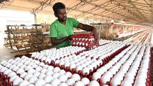 explainer-story-about-saudi-arabia-ban-egg-imports-from-india