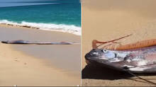 rare-doomsday-fish-found-on-beach-concerns-rising