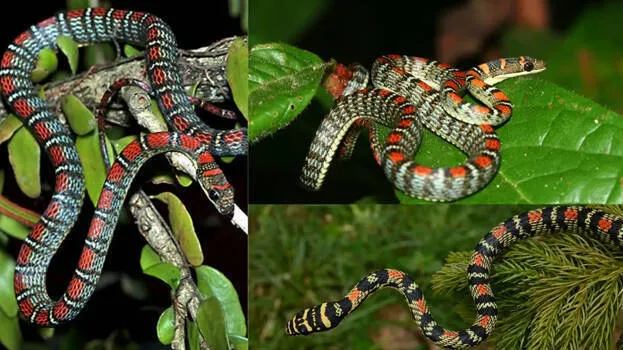 flying-snake