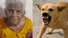 stray-dog-attack-in-thrissur