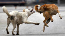 stray-dog-attack-palakkad