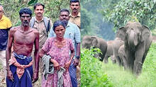 wild-elephant-attack-couples-trapped-in-forest