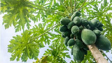 papaya