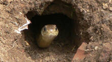 snakes-dont-usually-make-their-own-burrows-what-happens-if-humans-close-these-burrows