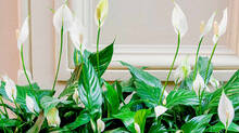 peace-lily