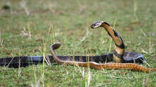 how-the-king-cobras-behaviour-and-biology-set-it-apart-from-other-snakes