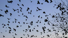 is-flock-of-crows-is-a-sign-of-impending-disaster-terrifying-moment