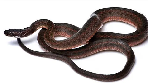 snakes