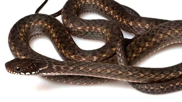 snakes