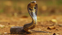 things-to-keep-in-mind-to-prevent-poisonous-snakes-from-entering-your-home