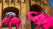 foreign-artist-paints-elephant-with-pink-colour-for-photoshoot