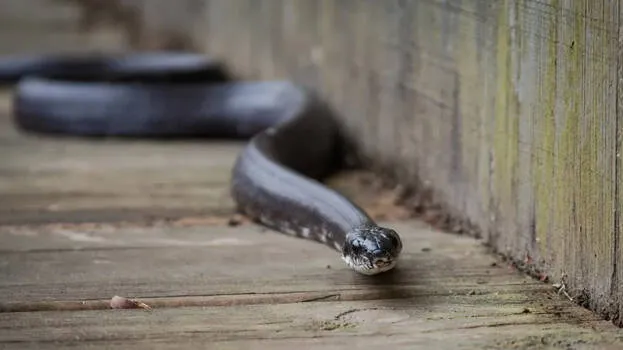 snake
