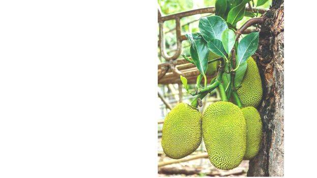 jackfruit
