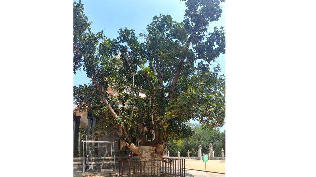 jackfruitree-in-mahasamad