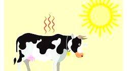 cow-