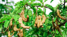 tamarind