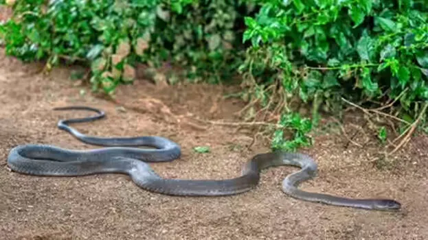 snakes