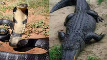 bsf-considers-snakes--crocodiles-to-curb-infiltration-along-bangladesh-border