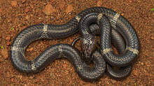 venomous-snakes-crawl-into-populated-areas-to-give-birth