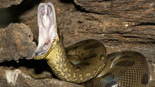 green-anaconda-is-the-worlds-heaviest-snake-know-about-its-physical-characteristics